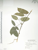 中文名:石月(S064627)學名:Stauntonia obovatifoliola Hayata(S064627)英文名:Keitao Staunton-vine
