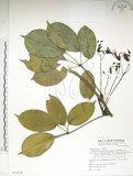 中文名:石月(S071838)學名:Stauntonia obovatifoliola Hayata(S071838)英文名:Keitao Staunton-vine