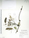 中文名:石月(S078058)學名:Stauntonia obovatifoliola Hayata(S078058)英文名:Keitao Staunton-vine