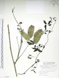 中文名:石月(S085903)學名:Stauntonia obovatifoliola Hayata(S085903)英文名:Keitao Staunton-vine
