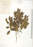 中文名:搭肉刺(S041891)學名:Caesalpinia crista L.(S041891)英文名:Wood Grossip Caesalpinia