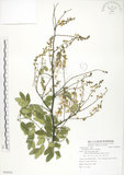 中文名:搭肉刺(S088020)學名:Caesalpinia crista L.(S088020)英文名:Wood Grossip Caesalpinia
