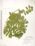 中文名:蓮實藤(S083289)學名:Caesalpinia minax Hance(S083289)英文名:Kuku tupai