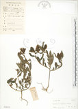 中文名:長萼野百合(S030132)學名:Crotalaria calycina Schrank(S030132)