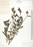 中文名:長萼野百合(S042370)學名:Crotalaria calycina Schrank(S042370)