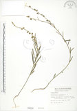 中文名:線葉野百合(S000224)學名:Crotalaria linifolia L. f.(S000224)