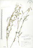 中文名:線葉野百合(S001381)學名:Crotalaria linifolia L. f.(S001381)