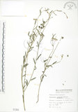 中文名:線葉野百合(S001383)學名:Crotalaria linifolia L. f.(S001383)