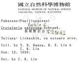 中文名:線葉野百合(S001386)學名:Crotalaria linifolia L. f.(S001386)
