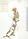 中文名:線葉野百合(S039014)學名:Crotalaria linifolia L. f.(S039014)