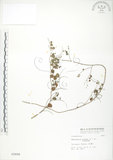 中文名:小葉括根(S002606)學名:Rhynchosia minima (L.) DC.(S002606)