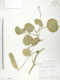 中文名:肥豬豆(S016608)學名:Canavalia lineata (Thunb. ex Murray) DC.(S016608)