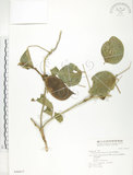 中文名:肥豬豆(S046917)學名:Canavalia lineata (Thunb. ex Murray) DC.(S046917)