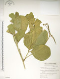 中文名:肥豬豆(S050068)學名:Canavalia lineata (Thunb. ex Murray) DC.(S050068)