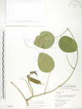 中文名:肥豬豆(S050641)學名:Canavalia lineata (Thunb. ex Murray) DC.(S050641)