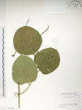 中文名:肥豬豆(S051346)學名:Canavalia lineata (Thunb. ex Murray) DC.(S051346)