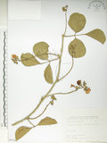 中文名:肥豬豆(S067562)學名:Canavalia lineata (Thunb. ex Murray) DC.(S067562)