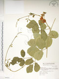 中文名:肥豬豆(S069858)學名:Canavalia lineata (Thunb. ex Murray) DC.(S069858)