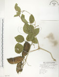 中文名:肥豬豆(S081779)學名:Canavalia lineata (Thunb. ex Murray) DC.(S081779)
