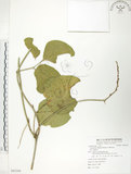 中文名:肥豬豆(S082594)學名:Canavalia lineata (Thunb. ex Murray) DC.(S082594)