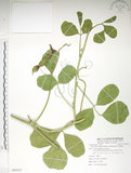 中文名:肥豬豆(S086235)學名:Canavalia lineata (Thunb. ex Murray) DC.(S086235)