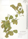 中文名:肥豬豆(S092845)學名:Canavalia lineata (Thunb. ex Murray) DC.(S092845)