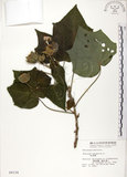 中文名:木芙蓉(S004124)學名:Hibiscus mutabilis L.(S004124)英文名:Cotton Rose Hibiscus