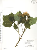 中文名:木芙蓉(S004125)學名:Hibiscus mutabilis L.(S004125)英文名:Cotton Rose Hibiscus