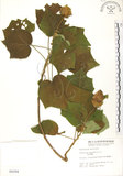 中文名:木芙蓉(S004284)學名:Hibiscus mutabilis L.(S004284)英文名:Cotton Rose Hibiscus