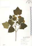 中文名:木芙蓉(S005971)學名:Hibiscus mutabilis L.(S005971)英文名:Cotton Rose Hibiscus