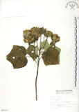 中文名:木芙蓉(S009511)學名:Hibiscus mutabilis L.(S009511)英文名:Cotton Rose Hibiscus