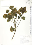 中文名:木芙蓉(S009512)學名:Hibiscus mutabilis L.(S009512)英文名:Cotton Rose Hibiscus