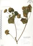 中文名:木芙蓉(S009513)學名:Hibiscus mutabilis L.(S009513)英文名:Cotton Rose Hibiscus