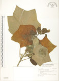 中文名:木芙蓉(S028400)學名:Hibiscus mutabilis L.(S028400)英文名:Cotton Rose Hibiscus