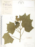 中文名:木芙蓉(S030416)學名:Hibiscus mutabilis L.(S030416)英文名:Cotton Rose Hibiscus