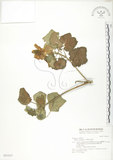 中文名:木芙蓉(S031517)學名:Hibiscus mutabilis L.(S031517)英文名:Cotton Rose Hibiscus