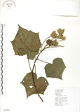 中文名:木芙蓉(S034468)學名:Hibiscus mutabilis L.(S034468)英文名:Cotton Rose Hibiscus