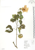 中文名:木芙蓉(S034474)學名:Hibiscus mutabilis L.(S034474)英文名:Cotton Rose Hibiscus
