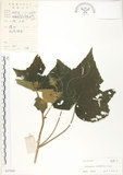 中文名:木芙蓉(S037565)學名:Hibiscus mutabilis L.(S037565)英文名:Cotton Rose Hibiscus