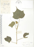中文名:木芙蓉(S039072)學名:Hibiscus mutabilis L.(S039072)英文名:Cotton Rose Hibiscus