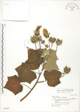 中文名:木芙蓉(S042903)學名:Hibiscus mutabilis L.(S042903)英文名:Cotton Rose Hibiscus