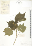 中文名:木芙蓉(S044372)學名:Hibiscus mutabilis L.(S044372)英文名:Cotton Rose Hibiscus