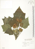 中文名:木芙蓉(S046803)學名:Hibiscus mutabilis L.(S046803)英文名:Cotton Rose Hibiscus