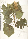 中文名:木芙蓉(S048339)學名:Hibiscus mutabilis L.(S048339)英文名:Cotton Rose Hibiscus