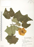 中文名:木芙蓉(S049769)學名:Hibiscus mutabilis L.(S049769)英文名:Cotton Rose Hibiscus