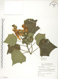中文名:木芙蓉(S054118)學名:Hibiscus mutabilis L.(S054118)英文名:Cotton Rose Hibiscus