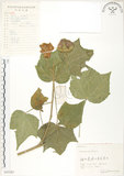中文名:木芙蓉(S055287)學名:Hibiscus mutabilis L.(S055287)英文名:Cotton Rose Hibiscus