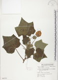 中文名:木芙蓉(S062735)學名:Hibiscus mutabilis L.(S062735)英文名:Cotton Rose Hibiscus