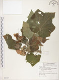中文名:木芙蓉(S063187)學名:Hibiscus mutabilis L.(S063187)英文名:Cotton Rose Hibiscus