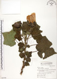中文名:木芙蓉(S063388)學名:Hibiscus mutabilis L.(S063388)英文名:Cotton Rose Hibiscus